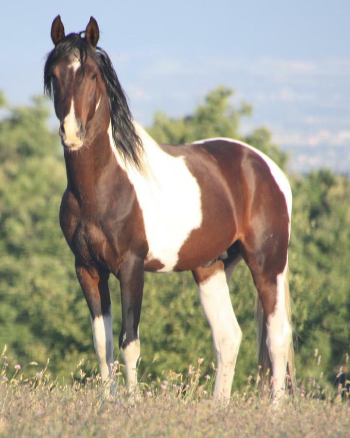 Haras Du Chene Villa Colonard-Corubert Bagian luar foto
